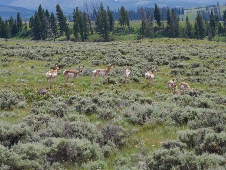 Freenatics Weltreise Yellowstone NP