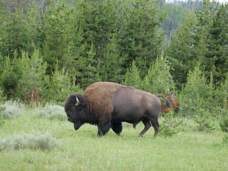 Freenatics Weltreise Yellowstone NP