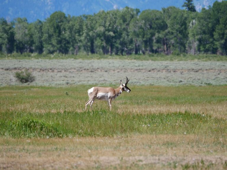 Freenatics Weltreise Yellowstone NP