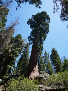 Freenatics Weltreise Sequoia NP